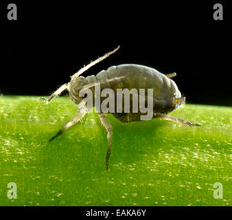 Adult Black Bean Aphid (Aphis fabae), pest, macro shot, Baden-Württemberg, Germany Stock Photo