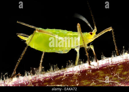 Adult Pea Aphid (Acyrthosiphon pisum), pest, macro shot, Baden-Württemberg, Germany Stock Photo