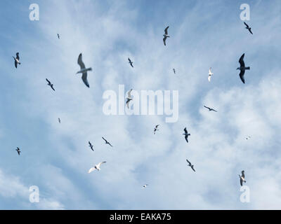 Flock seagulls flying circling in the sky, against blue sky with clouds Stock Photo