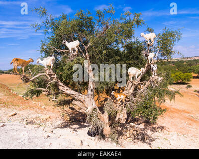 Goats (Capra) feeding on Argan fruits or Argan nuts on an Argan tree (Argania spinosa), Chouaker, Essaouira Province Stock Photo