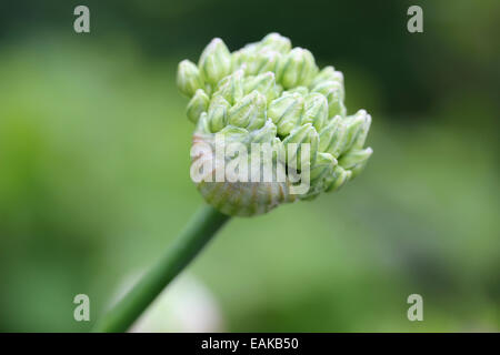 Bud of Black Garlic or Flowering Onion (Allium nigrum), North Rhine-Westphalia, Germany Stock Photo