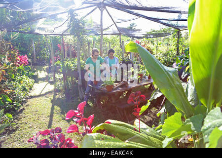 Couple gardening in sunny garden under canopy Stock Photo