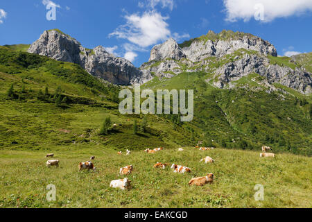 Cows on a mountain pasture, Hochalpl Mountains and Weisssteinspitze Mountain, Carnic Alps, Lesachtal, Bezirk Hermagor, Kärnten Stock Photo