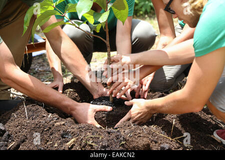 People planting tree seedling together Stock Photo