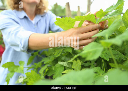 Close-up of hands of woman inspecting plants growing in garden Stock Photo