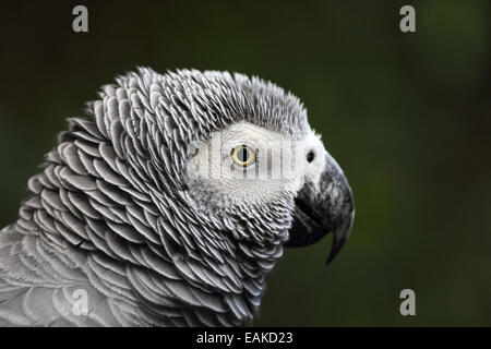 Close up of an African grey parrot (Psittacus erithacus). Stock Photo