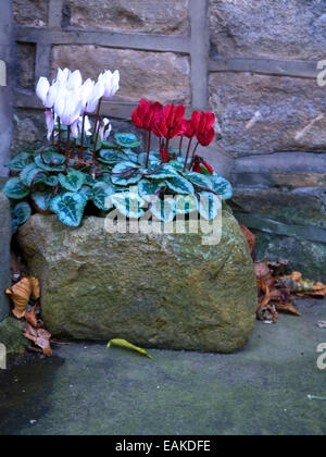 An original stone trough planter full of Cyclamen in full bloom Stock Photo