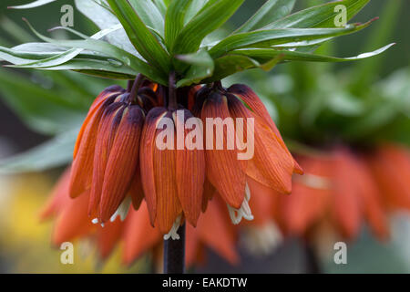 Crown Imperial (Fritillaria imperialis), red flowers, Mainau, Baden-Württemberg, Germany Stock Photo