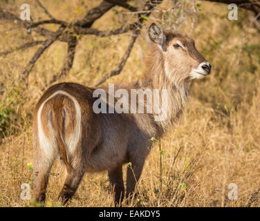 KRUGER NATIONAL PARK, SOUTH AFRICA - Waterbuck Stock Photo