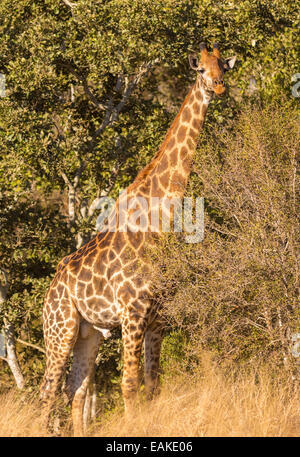 KRUGER NATIONAL PARK, SOUTH AFRICA - Giraffe in bush. Stock Photo