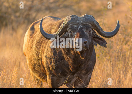 KRUGER NATIONAL PARK, SOUTH AFRICA - African Buffalo also known as Cape Buffalo Syncerus caffer caffer. Stock Photo