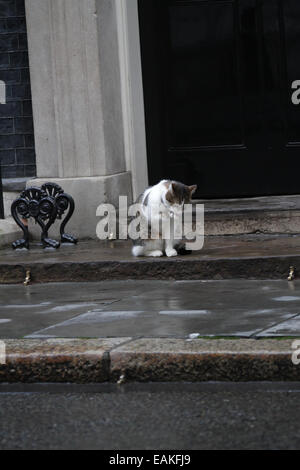 London, UK. 17th November, 2014. Larry the Downing Street cat seen at Downing Street in London. Stock Photo
