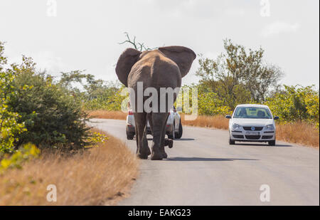 KRUGER NATIONAL PARK, SOUTH AFRICA - Elephant on road with two cars. Stock Photo