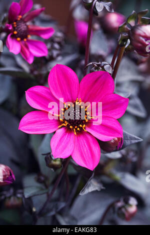 Dahlia 'Happy Days Purple' growing in an herbaceous border. Stock Photo