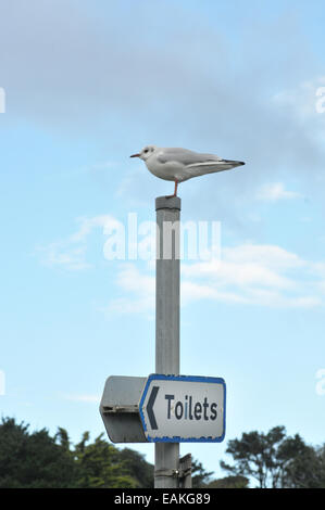 A  black headed gull in winter plumage Stock Photo