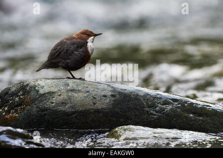 European dipper resting on a rock in a mountain stream Stock Photo