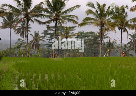 Rice field located around the Kaki Gunung temple in the center of the island near the town of Bangli. Ubud. Bali. Tegelelang it Stock Photo