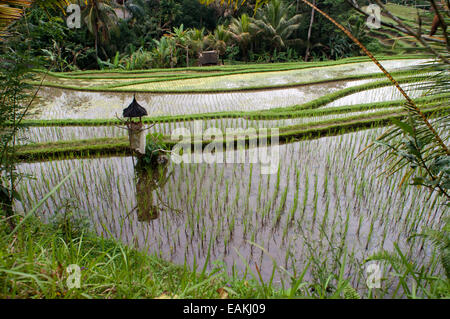 Rice field located around the Kaki Gunung temple in the center of the island near the town of Bangli. Ubud. Bali. Tegelelang it Stock Photo