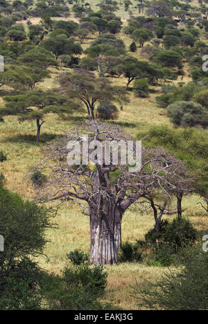 Baobab tree in Tarangire National Park, surrounded by acacias Stock Photo