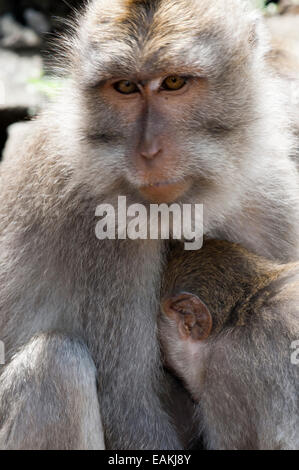 Long-tailed macaques (Macaca fascicularis) in Sacred Monkey Forest, Ubud, Indonesia. Monkey (Macaca fascicularis) at Dalem Agung Stock Photo