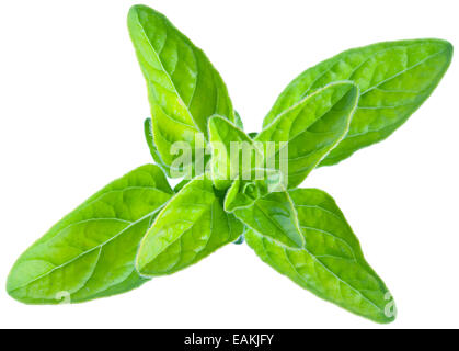 Green fresh marjoram leaves on a white background. Clipping path. Stock Photo