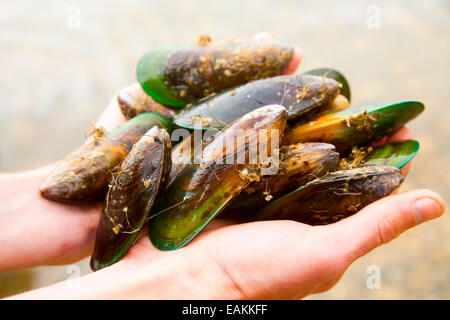 Hands holding fresh New Zealand green-lipped mussels Stock Photo
