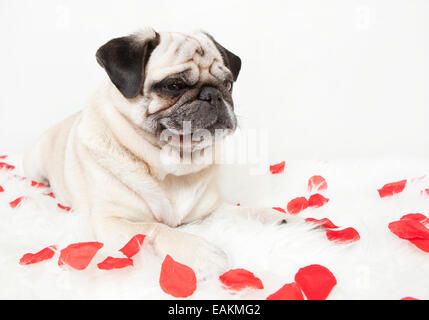 a grinning pug lying on a white blanket decorated with rose flowers Stock Photo