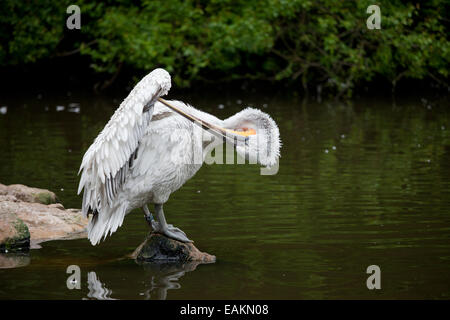 Dalmatian Pelican (Pelecanus crispus) standing on a rock at the lake, taking care of it's wing. Rotterdam Zoo in Holland, Nether Stock Photo