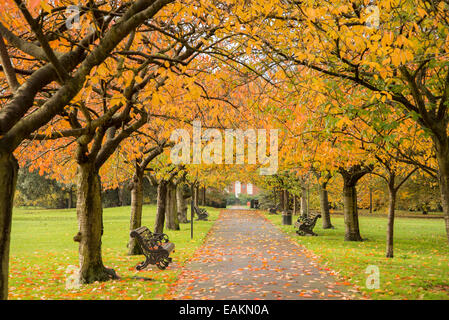 Autumn colours in Greenwich Park, London. November 2014 Stock Photo