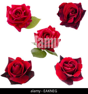 collage of five dark red roses Stock Photo