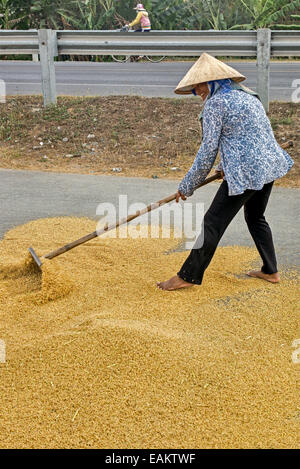 Female worker in traditional conical hat raking drying rice on a closed road in Tra Vinh, Mekong Delta, Vietnam. Stock Photo