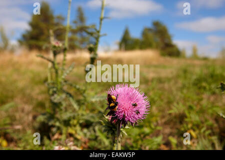 bee and insects collecting pollen from canadian thistle plants Saskatchewan Canada Stock Photo