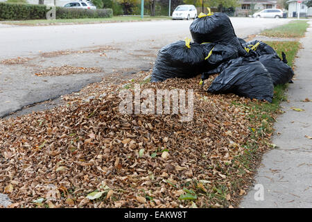 pile of dead collected leaves and bagged leaves ready for collection Saskatchewan Canada Stock Photo