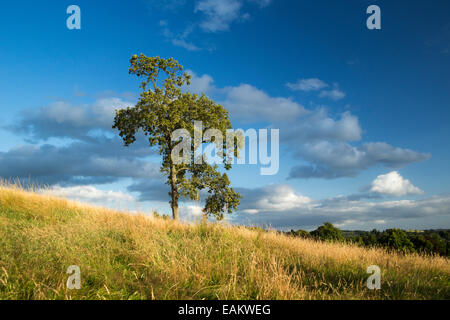 Kendal Cumbria with lone tree Stock Photo