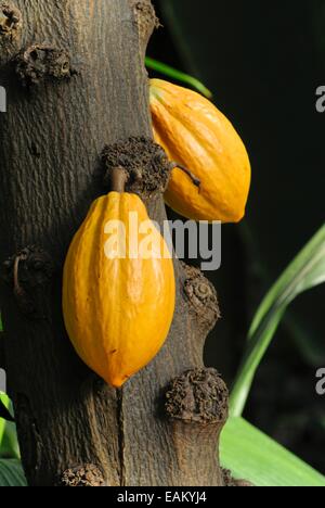 Cacao tree (Theobroma cacao) Stock Photo