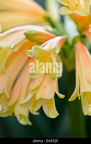 Natal lily (Clivia x cyrtanthiflora) Stock Photo