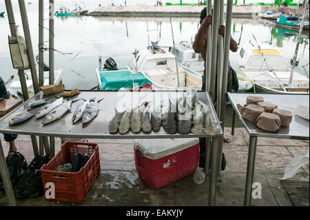 Fresh fish including a variety of shark for sale along the Melecon in Campeche, Mexico. Stock Photo