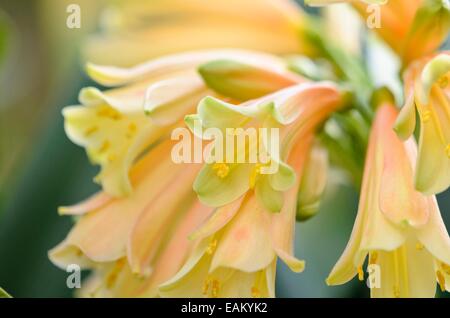 Natal lily (Clivia x cyrtanthiflora) Stock Photo