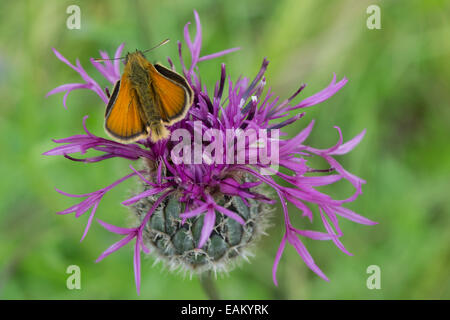 A Small Skipper butterfly feeding on a purple wild Knapweed flower with its wings open Stock Photo