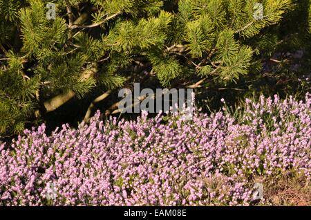 Winter heather (Erica carnea 'Winter Beauty' syn. Erica herbacea 'Winter Beauty') and Scots pine (Pinus sylvestris 'Aurea') Stock Photo