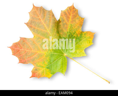 Multicolored Autumn Maple Leaf Isolated On White Background Stock Photo