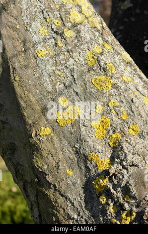 Common orange lichen (Xanthoria parietina) and common hornbeam (Carpinus betulus) Stock Photo