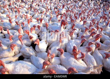 White broad-breasted turkey in a cage poultry farm Stock Photo - Alamy