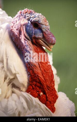 White broad-breasted turkey in a cage poultry farm Stock Photo - Alamy