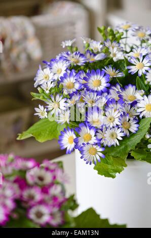 Florist's cineraria (Pericallis x hybrida) Stock Photo