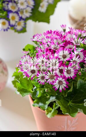 Florist's cineraria (Pericallis x hybrida) Stock Photo