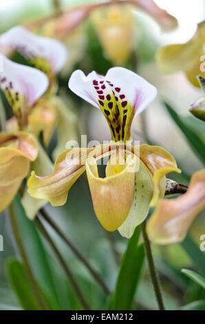 Lady's slipper orchid (Paphiopedilum gratrixianum) Stock Photo