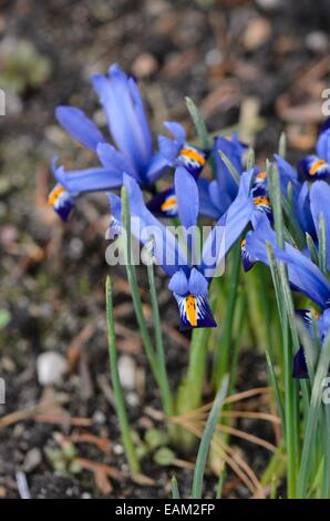 Dwarf iris (Iris reticulata 'Gordon') Stock Photo
