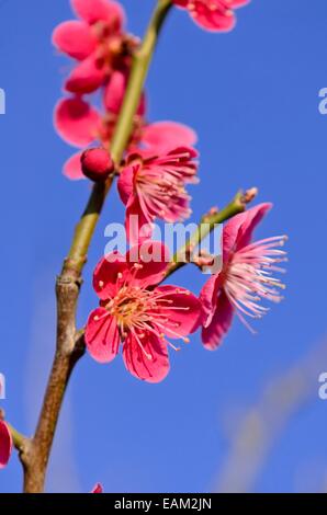 Japanese apricot (Prunus mume) Stock Photo