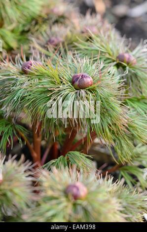 Fern leaf peony (Paeonia tenuifolia) Stock Photo